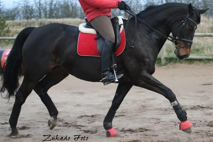 Trakehner  - Jamaica III -  - Trav. :)    -    Zukado Foto billede 4