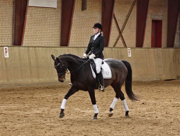 Trakehner  - Jamaica III -  - Stævne HJR billede 5