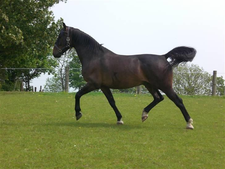 Anden særlig race Fighter Dianado *R.I.P.* - Smukke Fighter på folden, Se jeg kan også uden rytter XD foto: SabinaMB billede 18