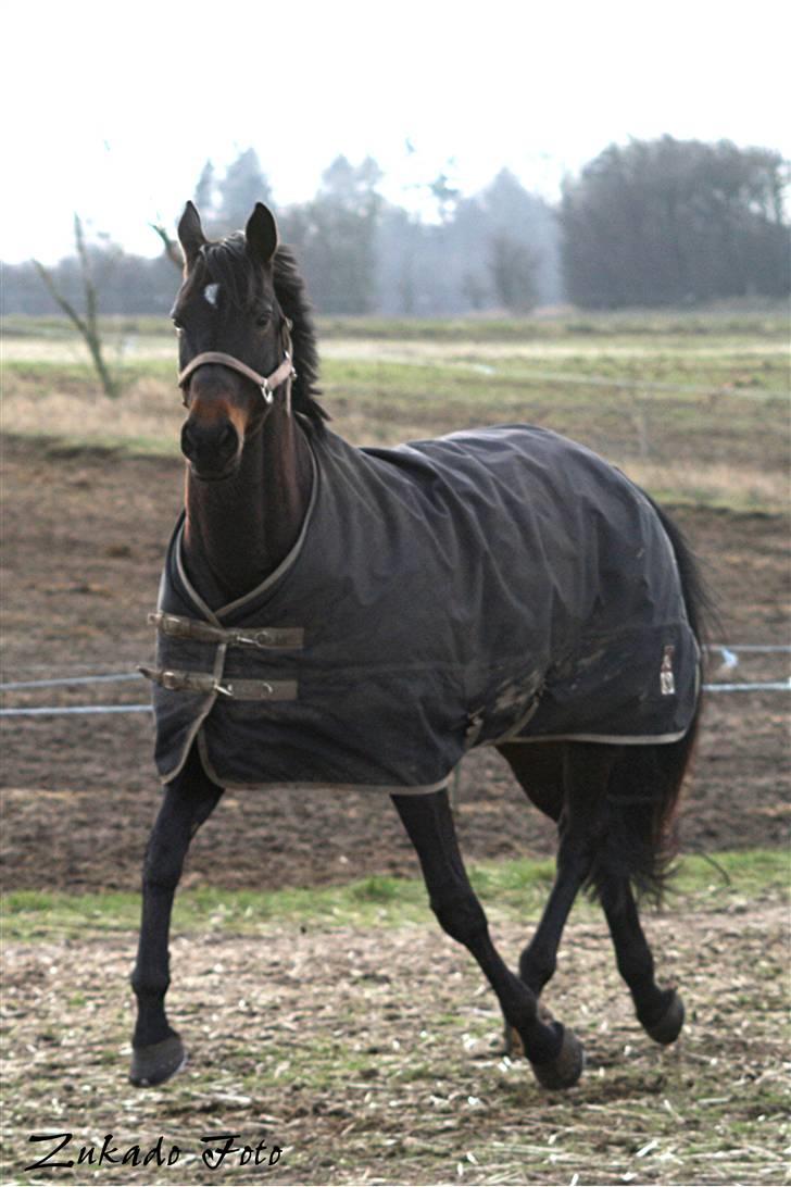 Trakehner  - Jamaica III -  - Fuld fart på folden :)<3 billede 8