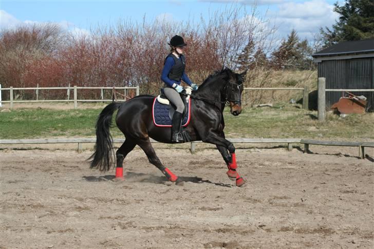 Trakehner  - Jamaica III -  - Mig på Jamaica.- Galop. "Fotograf Rikke" :) billede 10