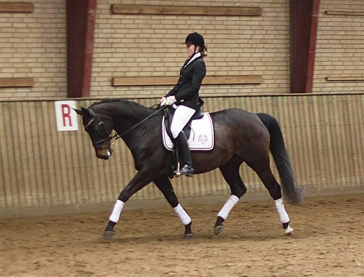 Trakehner  - Jamaica III -  - Stævne HJR billede 11