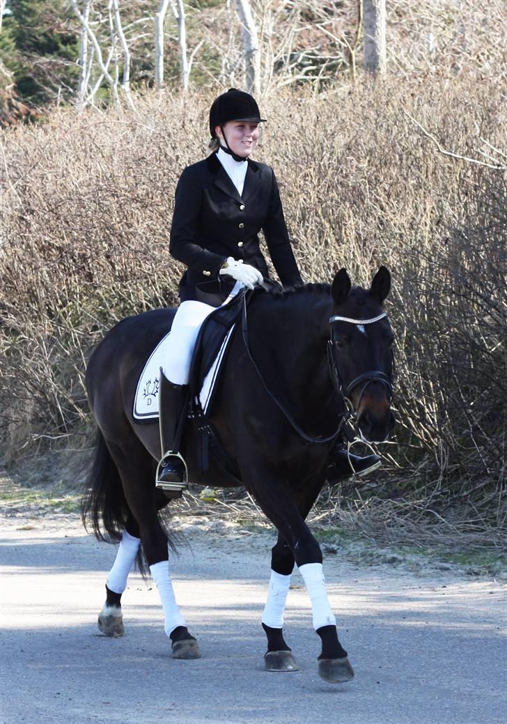 Trakehner  - Jamaica III -  - Jamaica. :)   billede 12