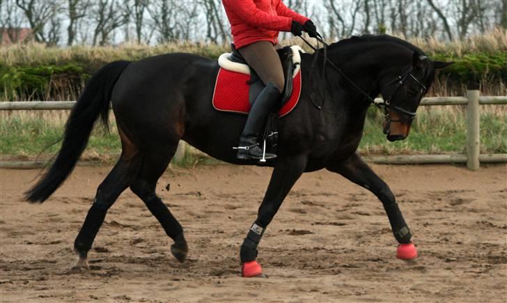 Trakehner  - Jamaica III -  - Foto: Zukado Foto billede 13