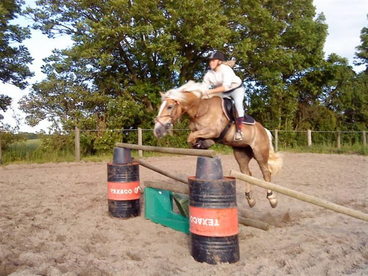 Haflinger Reja - 135 cm elsker dig<3  Foto: PernilleKJ (taget på mobil) billede 9