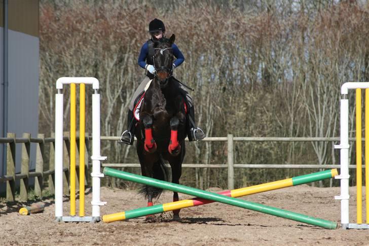 Trakehner  - Jamaica III -  - Mig gang på Jamaica, første gang med spring - spring "Fotograf: Rikke". billede 14