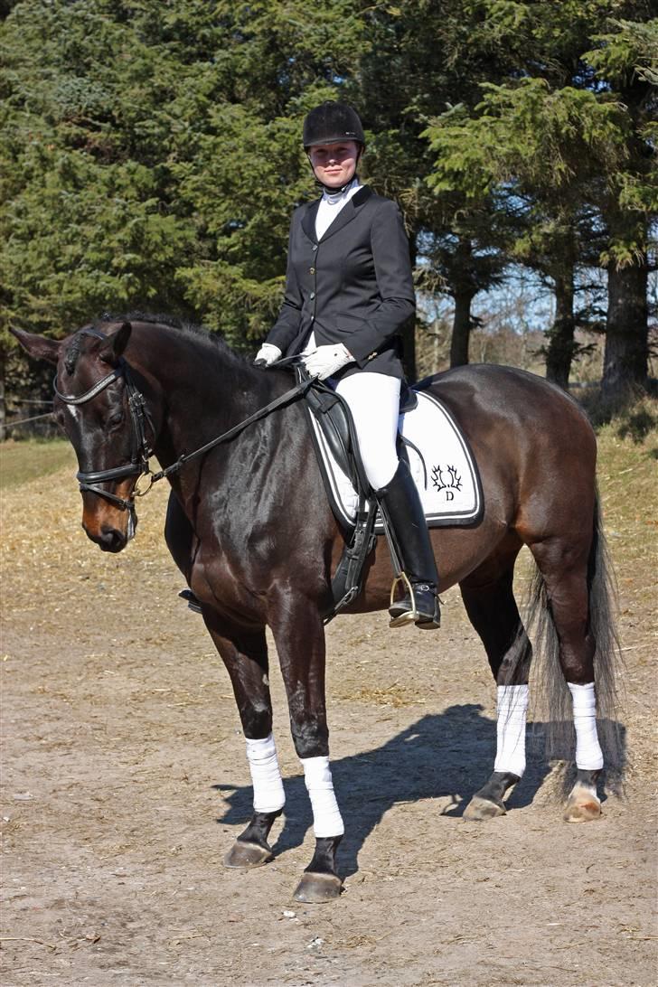 Trakehner  - Jamaica III -  - Stævne HJR billede 15