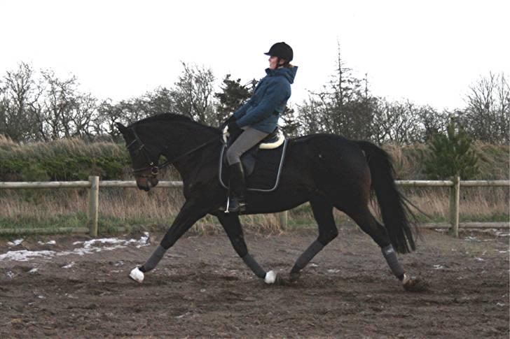 Trakehner  - Jamaica III -  - 2. gang på Jamaica - Trav billede 16