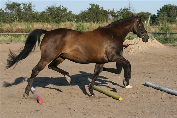 Trakehner  - Jamaica III -  - <´33     -    Zukado Foto billede 17