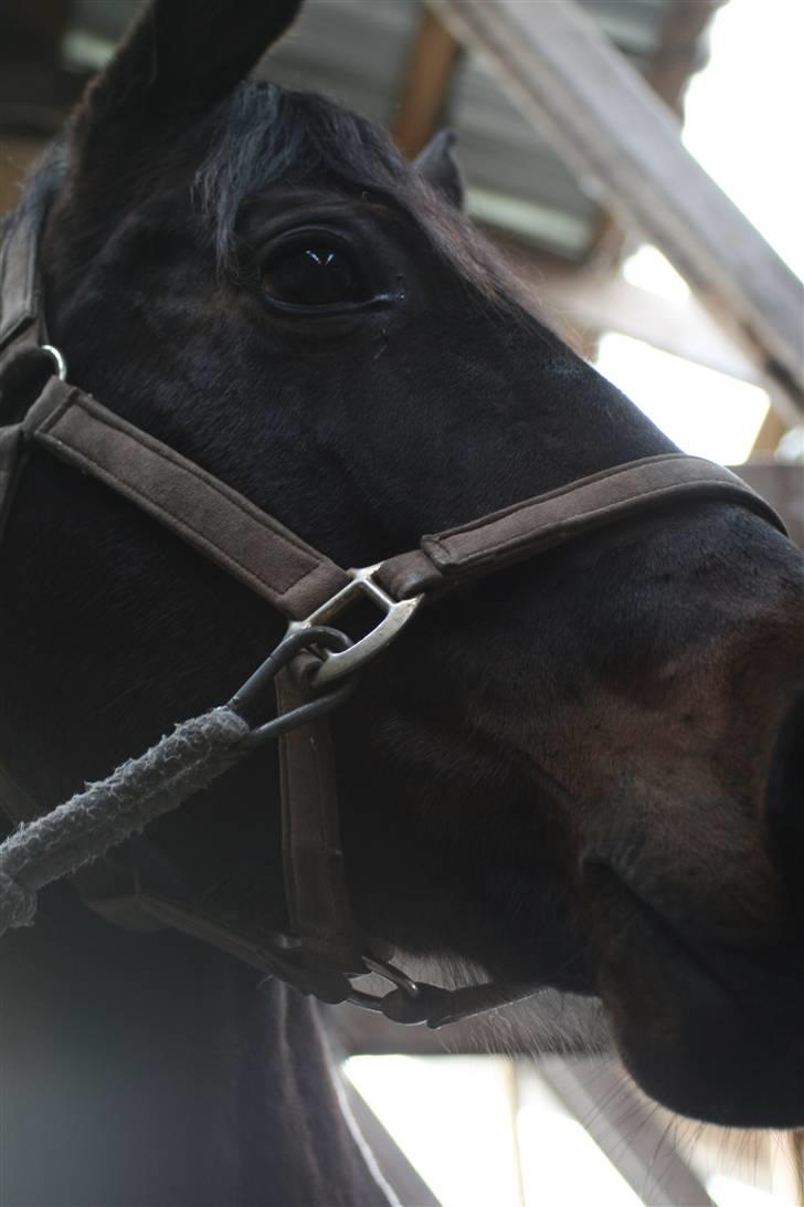 Trakehner  - Jamaica III -  - Smukke. :) billede 18