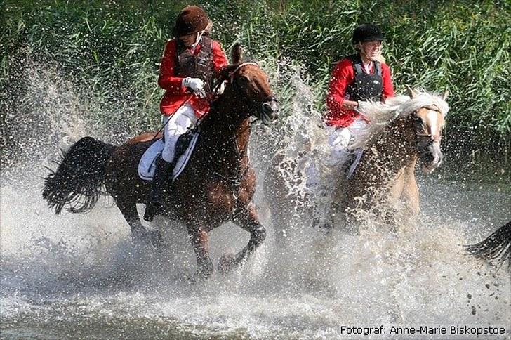 Haflinger Reja - jagt 2010 VAND!!! billede 11