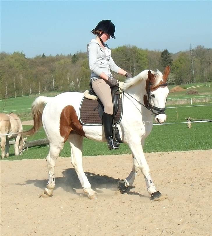 Anden særlig race Camelot <3 *passer* (: billede 7