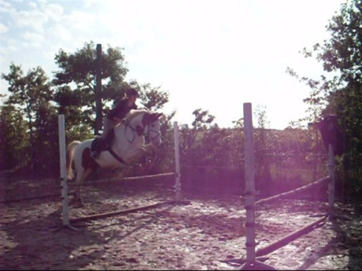 Anden særlig race Camelot <3 *passer* (: billede 8