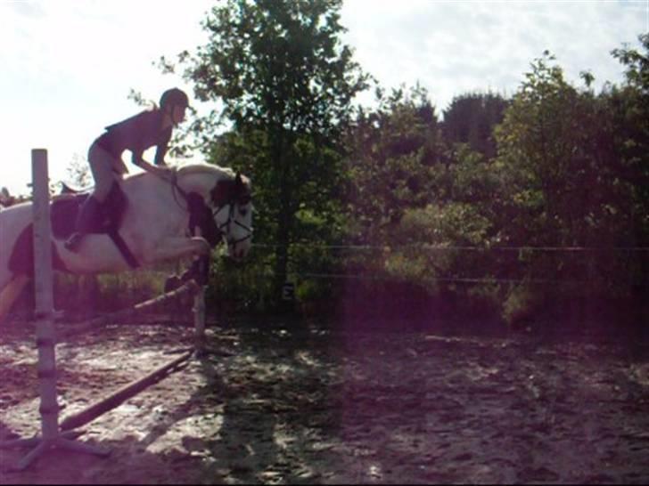 Anden særlig race Camelot <3 *passer* (: billede 9