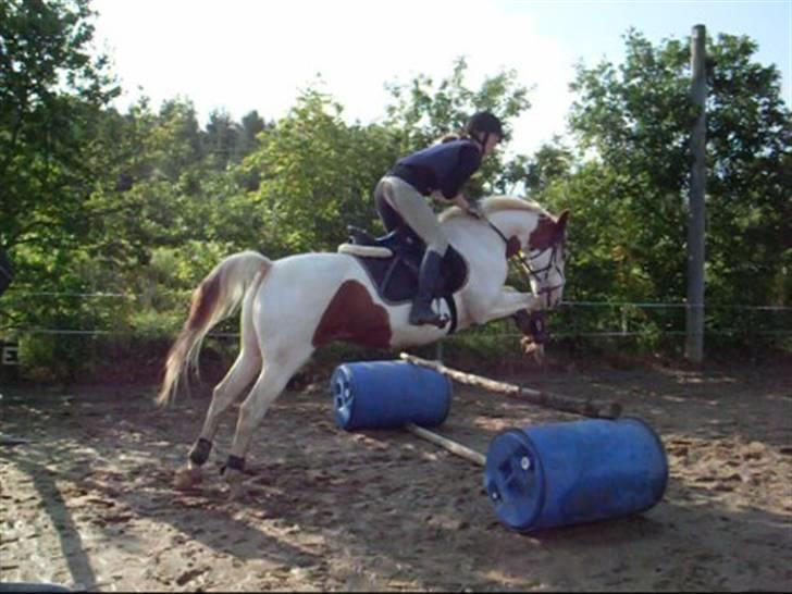 Anden særlig race Camelot <3 *passer* (: billede 10