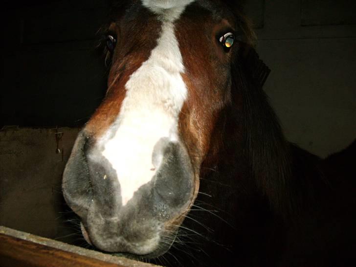 Anden særlig race Samson - Samson mule  billede 2