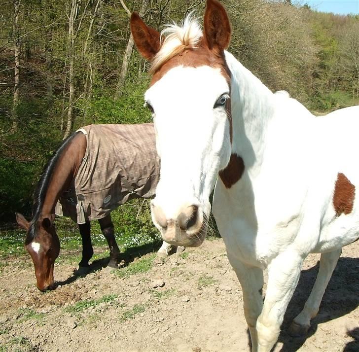 Anden særlig race Camelot <3 *passer* (: billede 13