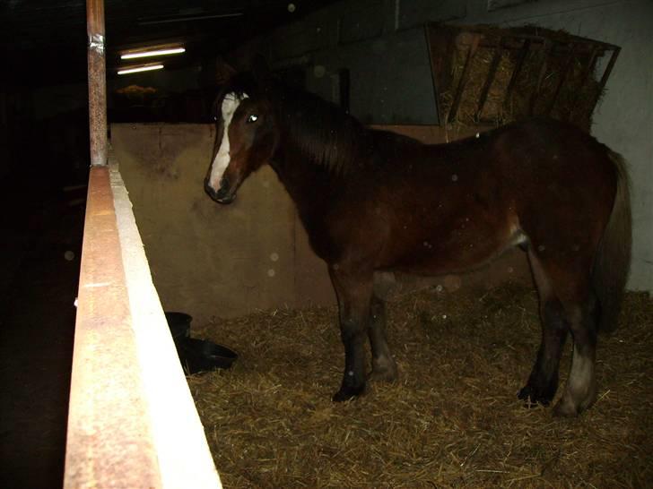 Anden særlig race Samson - Samson i boksen...0 år billede 3
