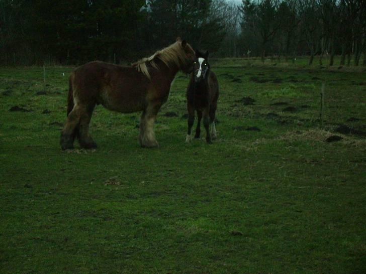 Anden særlig race Samson - Samson og Lukas billede 4