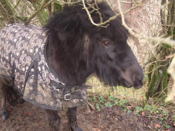 Anden særlig race Emma <3 Solgt og savnet<3 billede 7