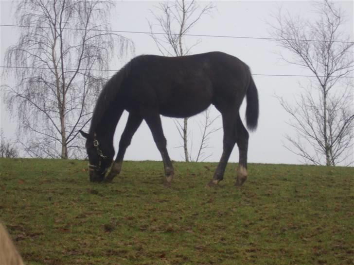 Dansk Varmblod Corento <3 R.I.P. <3 billede 9