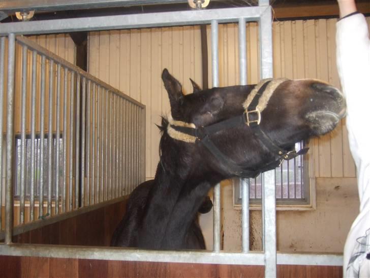 Dansk Varmblod Corento <3 R.I.P. <3 billede 10