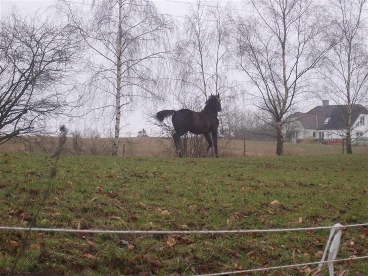 Dansk Varmblod Corento <3 R.I.P. <3 billede 11