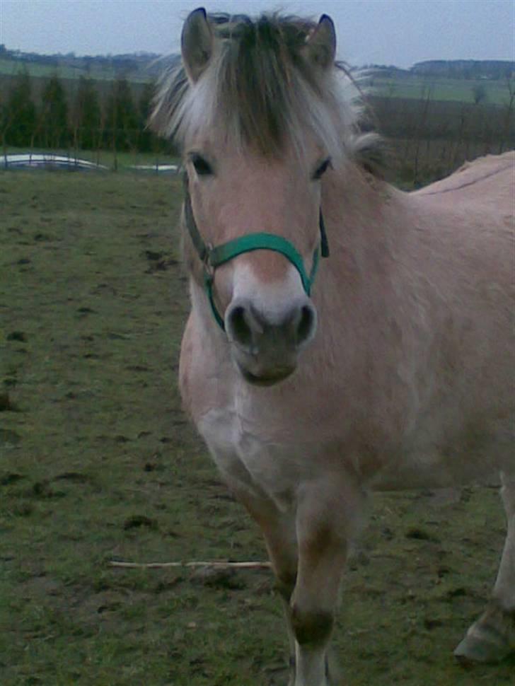 Anden særlig race Bouli *Solgt* - Smukke <3 billede 7