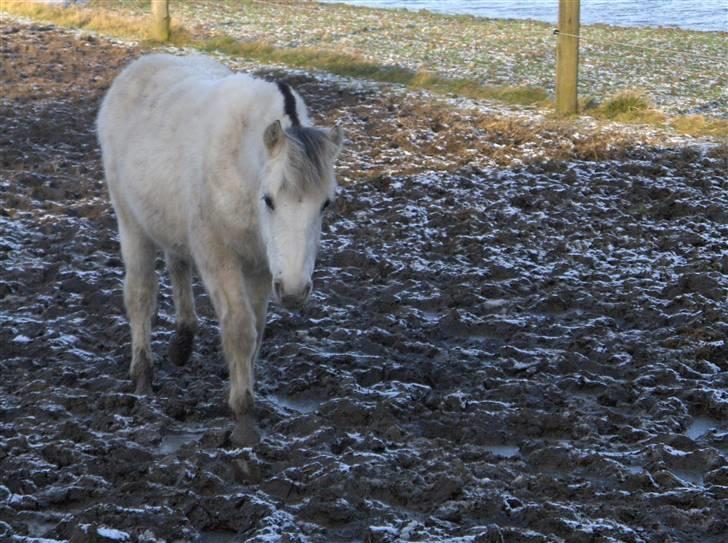 Fjordhest Silva himmelhest;( billede 5