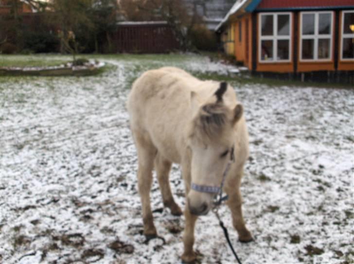 Fjordhest Silva himmelhest;( billede 6