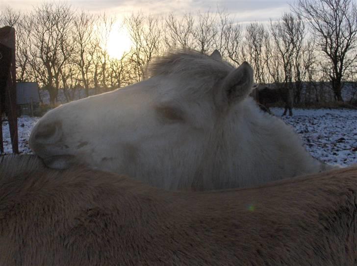 Fjordhest Silva himmelhest;( billede 9