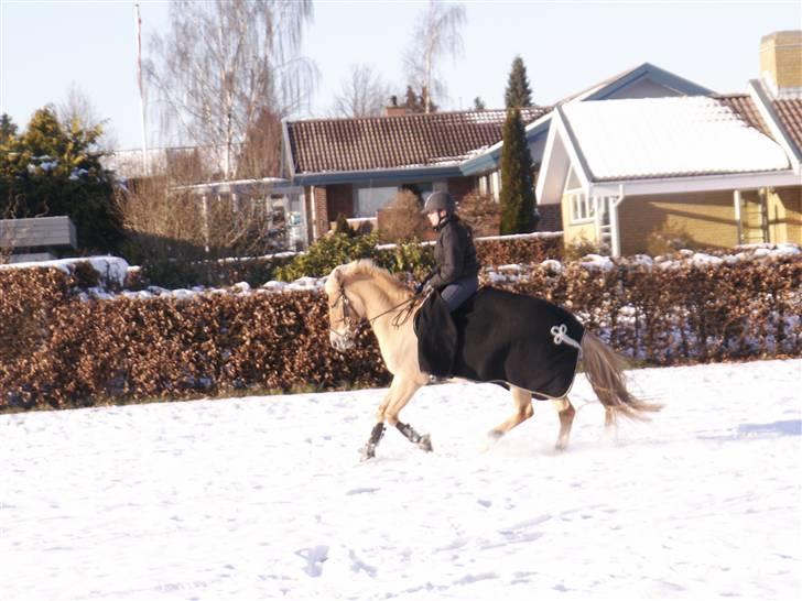 Anden særlig race Kellerups Golden Star - på vej hjem fra stævne billede 15