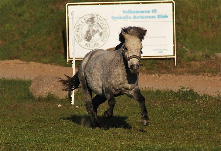 Shetlænder Rolighedens Turbo Frederik - Sommer 11 billede 2