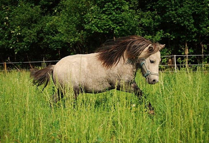 Shetlænder Rolighedens Turbo Frederik - Sommer 10 billede 4