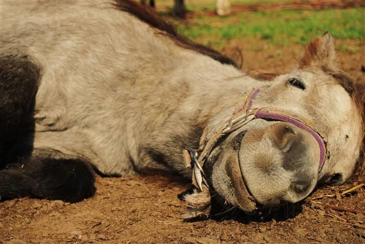 Shetlænder Rolighedens Turbo Frederik - Efterår o9 billede 5