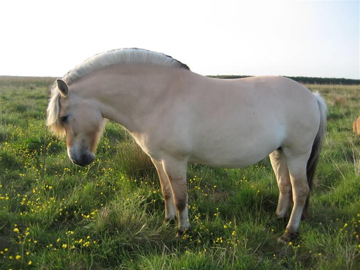 Fjordhest Reni - smuk eller.... billede 8