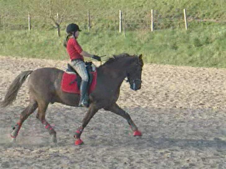 New Forest Vognmandgårdens Marli  - Undskyld kvaliteten:) billede 1