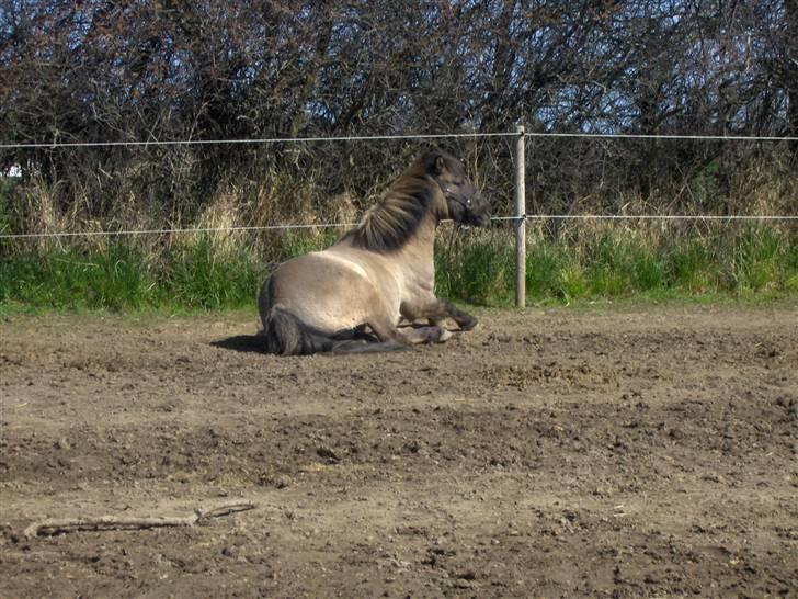 Anden særlig race apollon (solgt) - hej...jeg hedder apollon velkommen til min profil.håber i giver en komentar eller en stemme.i må også rigtig gerne stemme i mine udfordringer hvis der er nogen.det ville kristine og mig blive rigtig glade for. 08 billede 1