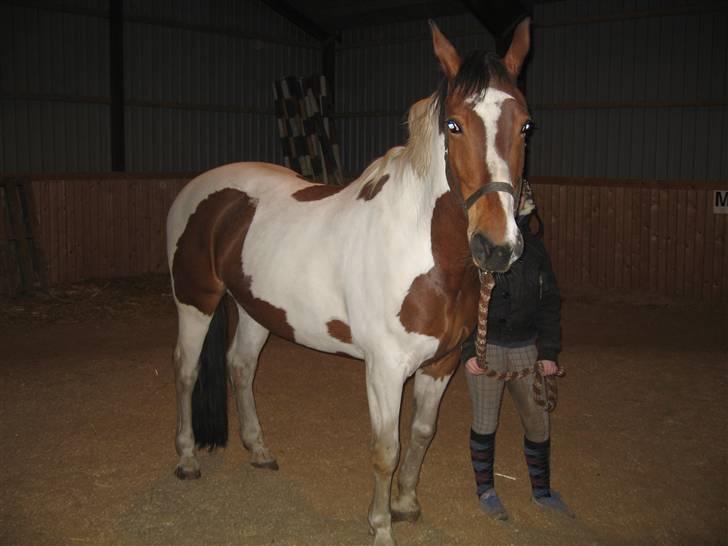 Pinto Kenya Barlee *Aflivet* - Kenyas sidste tur i ridehallen billede 11