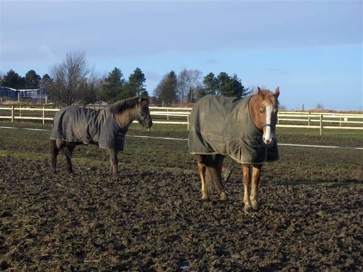 Anden særlig race apollon (solgt) - Apollon og hans søde ven Rubin 08 billede 2