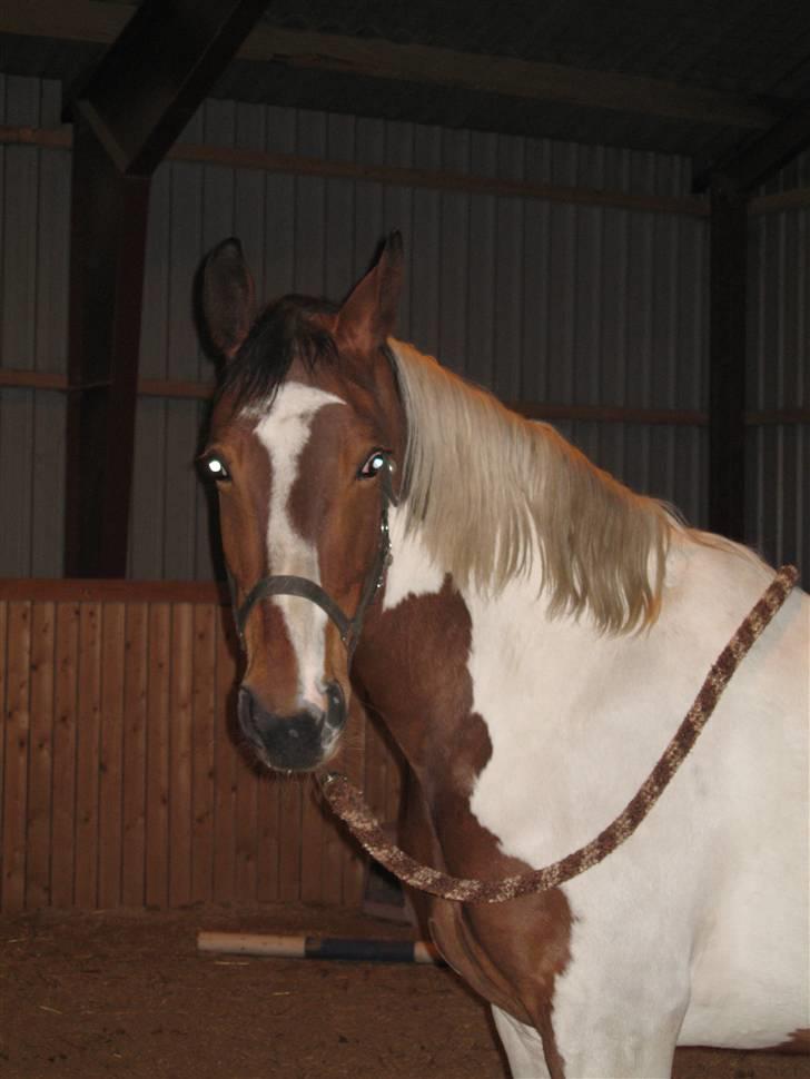 Pinto Kenya Barlee *Aflivet* - Kenya billede 13