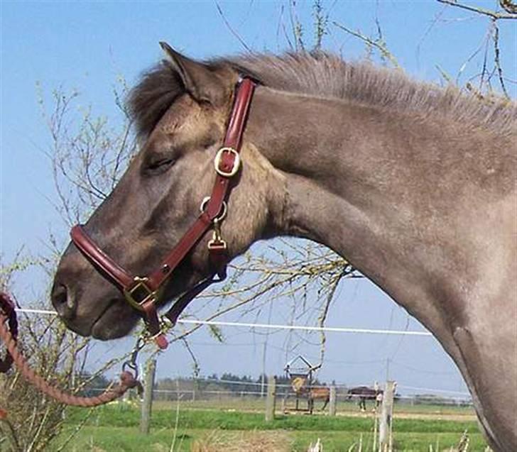 Anden særlig race apollon (solgt) - solen skær lige i øjnene.08 billede 3