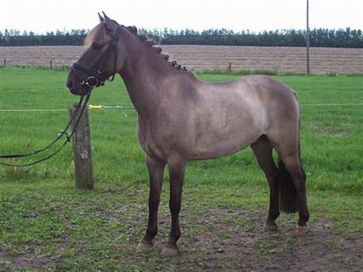 Anden særlig race apollon (solgt) - i love you pollon dreng.08 billede 4