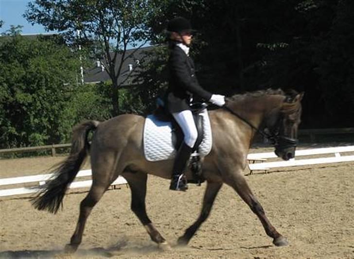 Anden særlig race apollon (solgt) - Apollon m. Ane, hans forrige ejer.08 billede 5