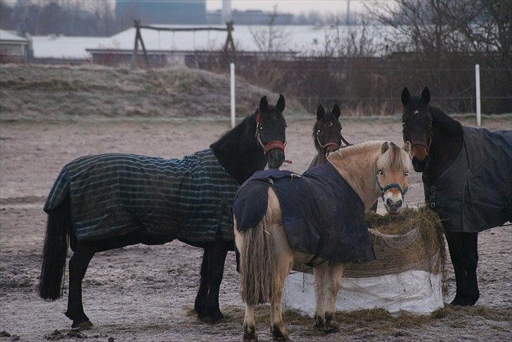 Anden særlig race Mictor<3. - Mictor og hans foldkammerater! En af de sidste dage. Hvil i fred basse. Du er evigt elsket<3. billede 19