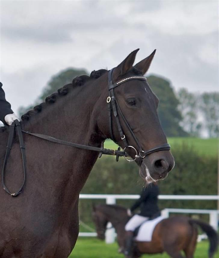 Anden særlig race Invincible (Andrea) <3 - 9) Fotograf: Kim Andersen billede 9