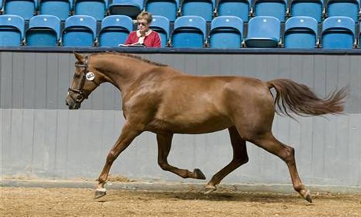Dansk Varmblod OREBO'S ASRA - Til kåring i o7. billede 3