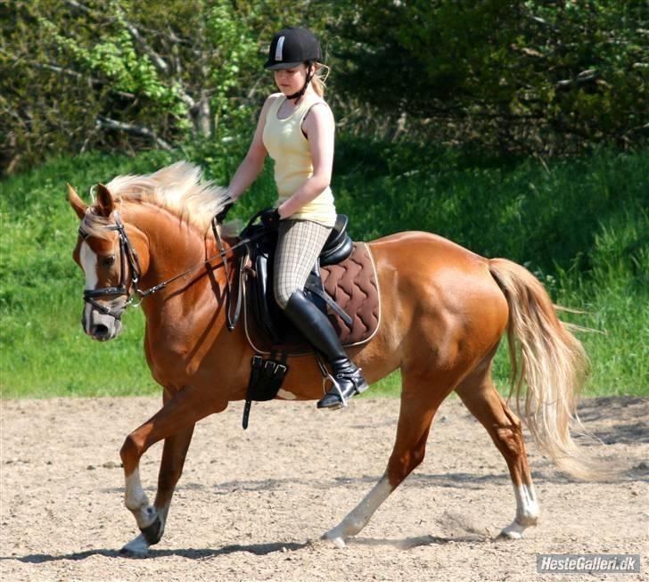 Hollandsk Sportspony Bright gold dancer -solgt - dressur<3 billede 16