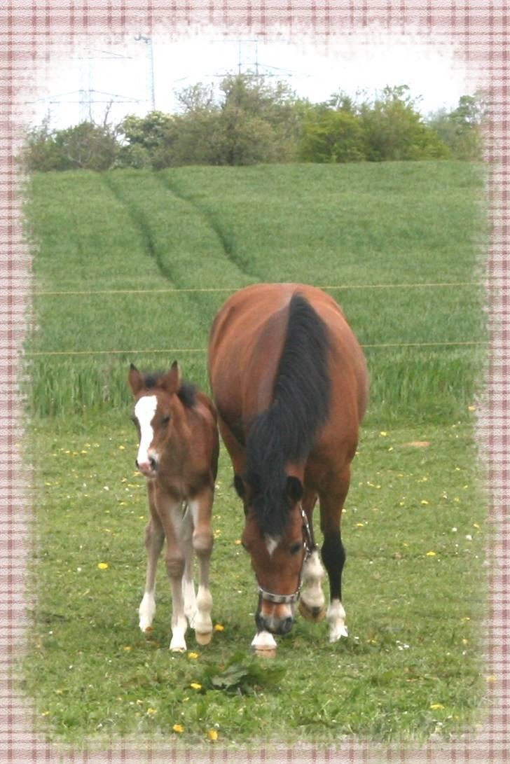 New Forest Donna NF 1758 billede 13