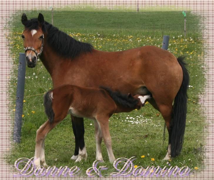 New Forest Donna NF 1758 billede 14